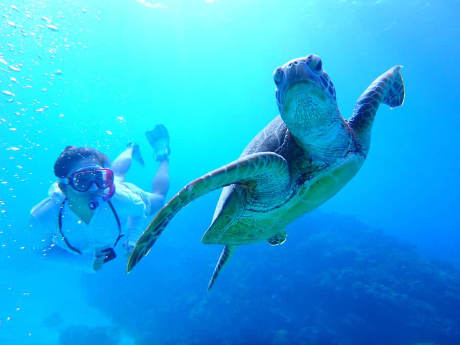Okinawa : Kerama Whole Day Snorkeling Tour From Chatan/Naha - Key points to know before you book