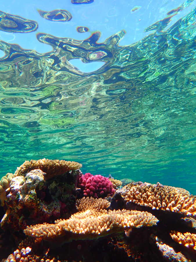 Okinawa : Kerama Whole Day Snorkeling Tour From Chatan/Naha - Who should book this Kerama outing