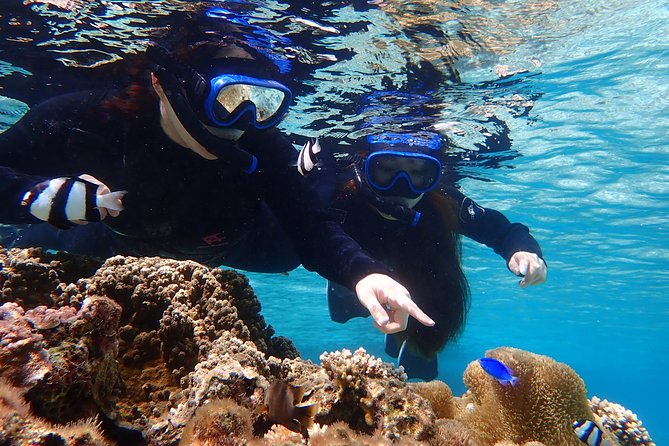 Okinawa Miyako Beach SUP or Canoe and sea turtle Snorkeling - Snorkeling with coral, fish, and turtles