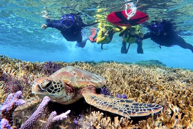 Okinawa Miyako Beach SUP or Canoe and sea turtle Snorkeling - The free photo data is more useful than it sounds