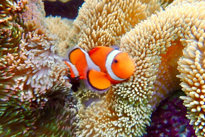 Okinawa Miyako Natural Aquarium! Tropical Snorkeling Tour - What the Shigira Beach meeting point means for your day