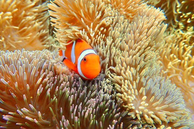 Okinawa Miyako Natural Aquarium! Tropical Snorkeling Tour - Why the beginner support matters