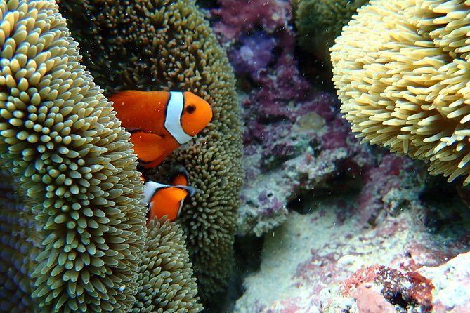 Okinawa Miyako Natural Aquarium! Tropical Snorkeling Tour - Coral, clownfish, and the chance of a turtle encounter