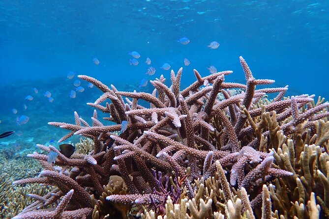 Okinawa Miyako Natural Aquarium! Tropical Snorkeling Tour - Free photos are a real part of the value