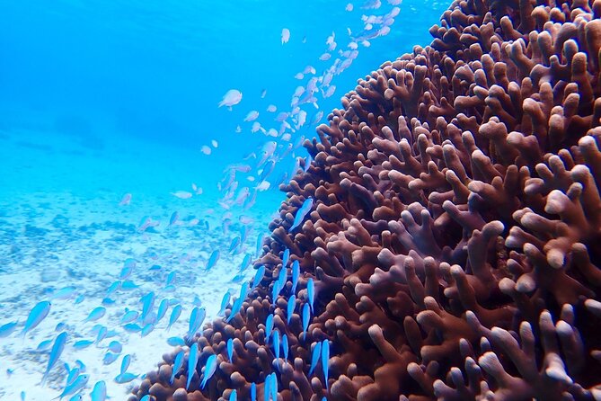Okinawa Miyako Natural Aquarium! Tropical Snorkeling Tour - Weather, tides, and the need for a flexible plan
