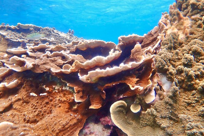 Okinawa Miyako Natural Aquarium! Tropical Snorkeling Tour - Language, clothing, and facilities