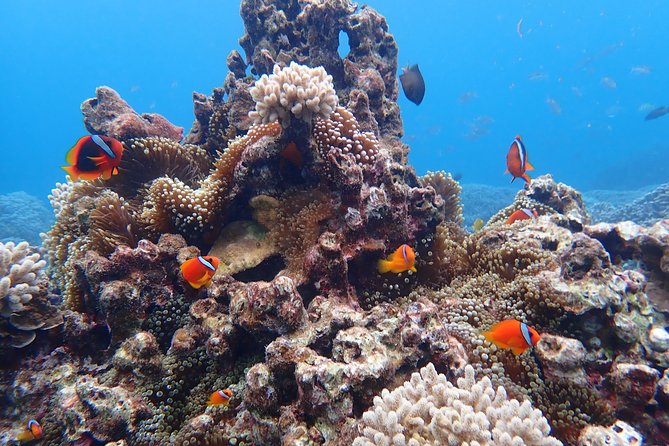 Okinawa Miyako Natural Aquarium! Tropical Snorkeling Tour - The 90-minute schedule, from briefing to fish