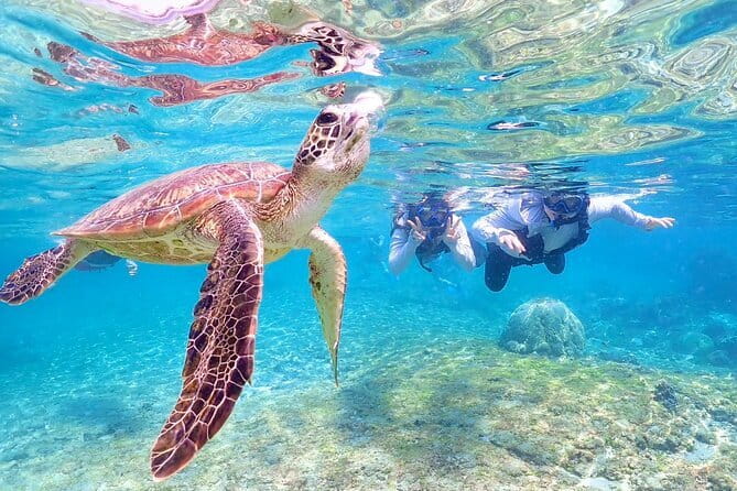 Okinawa Miyako Sea turtle Snorkeling Free Pick up and Drop off - Who will get the most from this outing