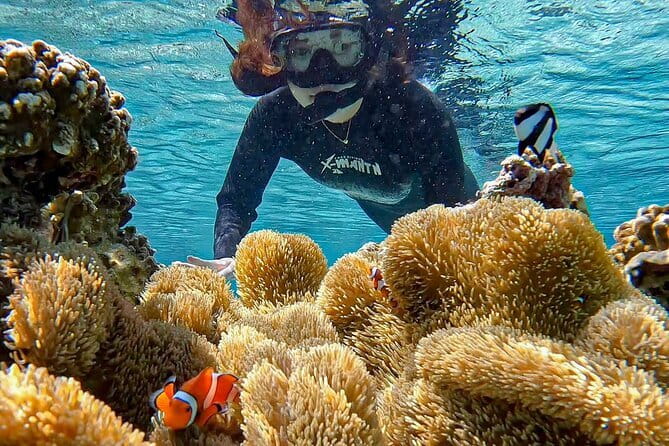 Okinawa Miyako Sea turtle Snorkeling Free Pick up and Drop off - Should you book the sea turtle snorkeling tour?