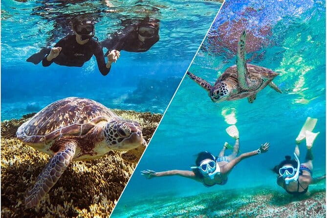 Okinawa Miyako Sea turtle Snorkeling Free Pick up and Drop off - A guide can make or break the experience