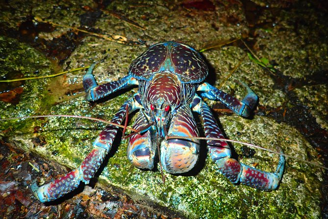 Okinawa Miyako Star Gazing & Subtropical Jungle Night Tour - What the 90-minute jungle walk includes