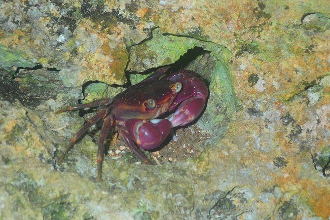 Okinawa Miyako Star Gazing & Subtropical Jungle Night Tour - The guide, language, and group setting