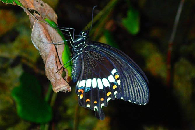 Okinawa Miyako Star Gazing & Subtropical Jungle Night Tour - Wildlife first, stars second