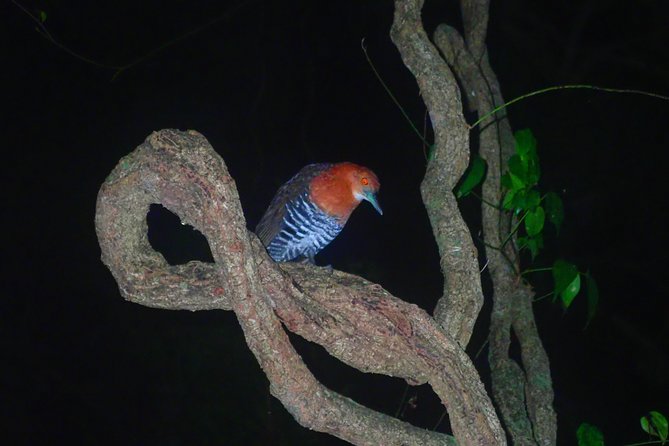 Okinawa Miyako Star Gazing & Subtropical Jungle Night Tour - Weather, cancellations, and sensible preparation