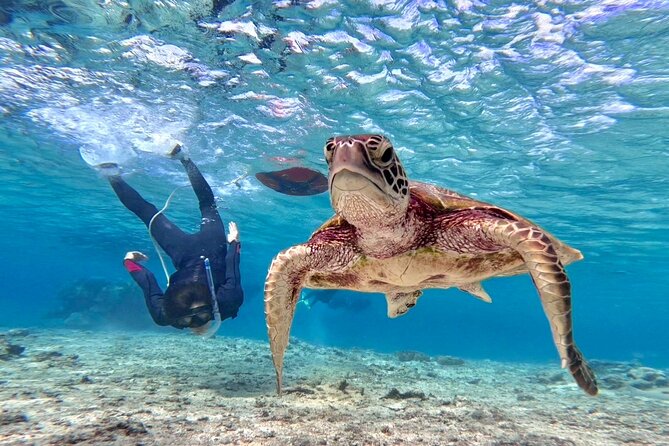 Okinawa Miyakojima 1 day Sea Turtle Snorkeling & Pumpkin Cave & Sea Kayak - Morning snorkeling near Miyakojima’s sea turtles