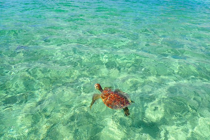 Okinawa Miyakojima Half Day SUPor Canoe & Sea Turtle Snorkeling (Half Day Set) - Two ways to see Miyakojima’s blue water