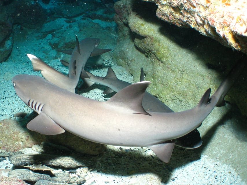 Okinawa: Naha: 1 day Kerama Islands diving‣ license required - Equipment and safety deserve close attention