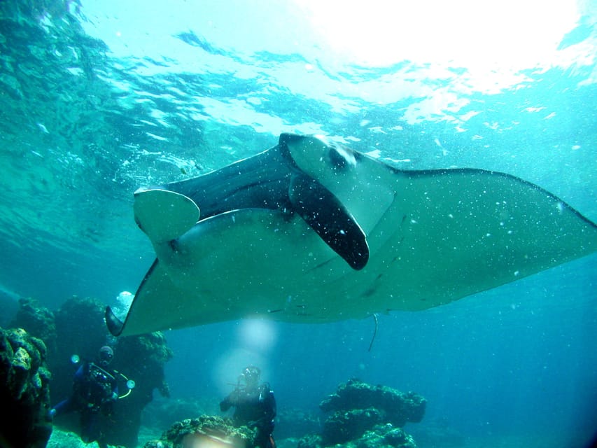 Okinawa: Naha: 1 day Kerama Islands diving‣ license required - Winter comfort in Okinawa’s cooler months