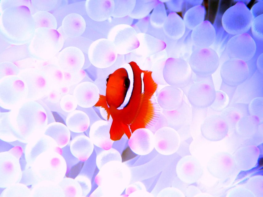 Okinawa: Naha: 1 day Kerama Islands diving‣ license required - Lunch, transport, and the real cost
