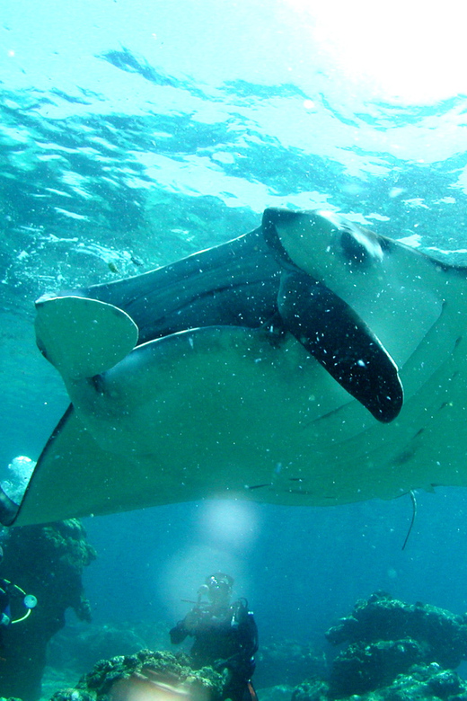Okinawa: Naha: 1 day Kerama Islands diving‣ license required - A sensible choice for certified solo participants