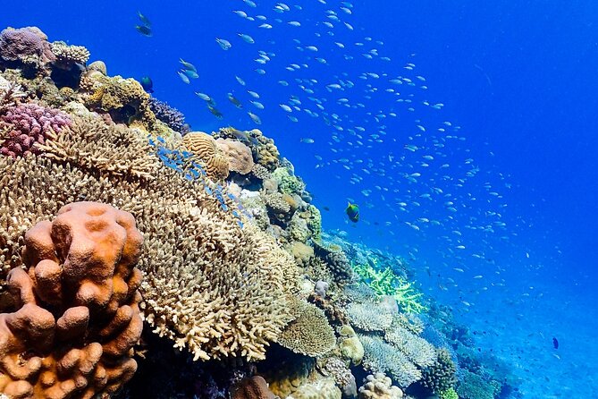 Okinawa: Scuba Diving Tour with Wagyu Lunch and English guide - Equipment, photos, and comfort on the boat