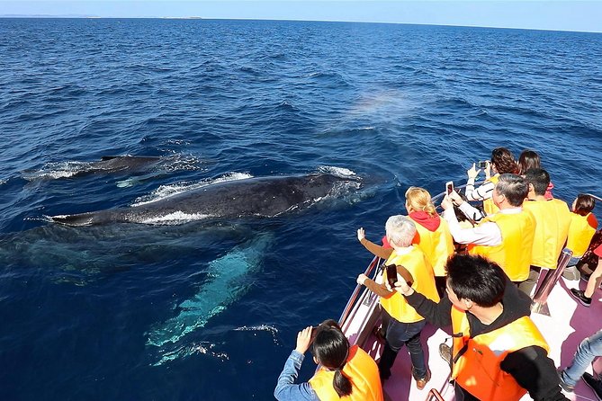 Okinawa Whale Watching From Naha - Why this Naha whale trip can be worth your morning