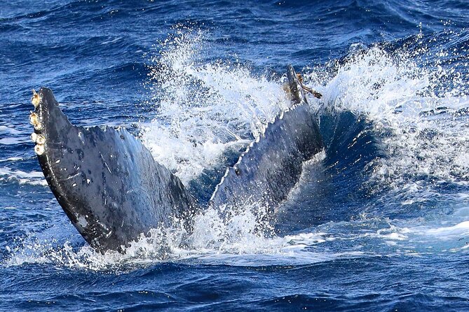 Okinawa Whale Watching From Naha - The whale search: patience, timing, and luck
