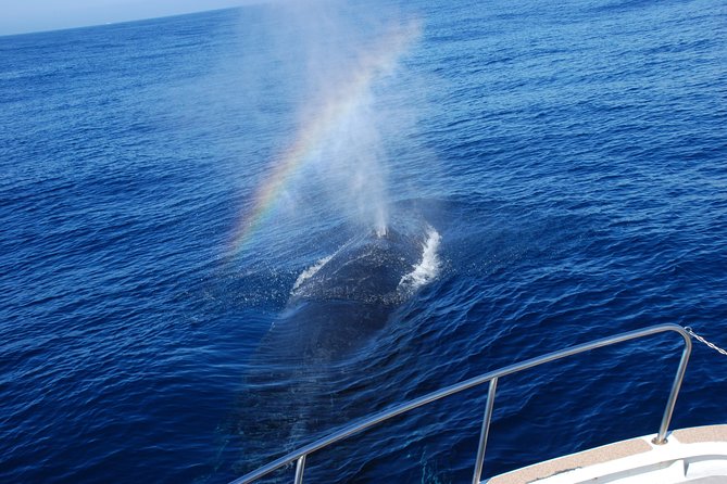 Okinawa Whale Watching From Naha - A closer look at the double-deck yacht