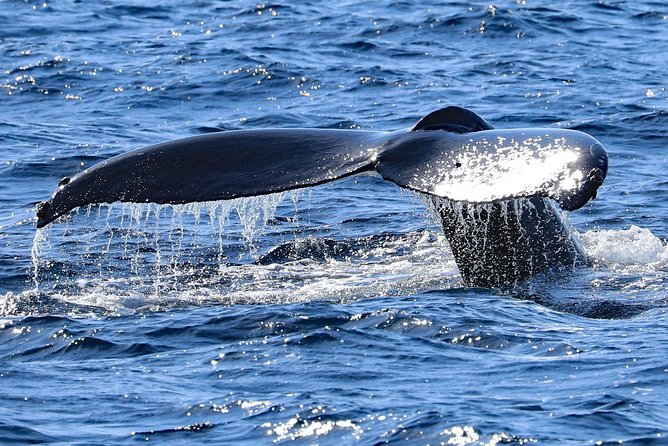 Okinawa Whale Watching From Naha - What the no-whale guarantee really means