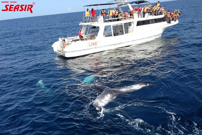 Okinawa Whale Watching From Naha - Price and overall value at $38.22
