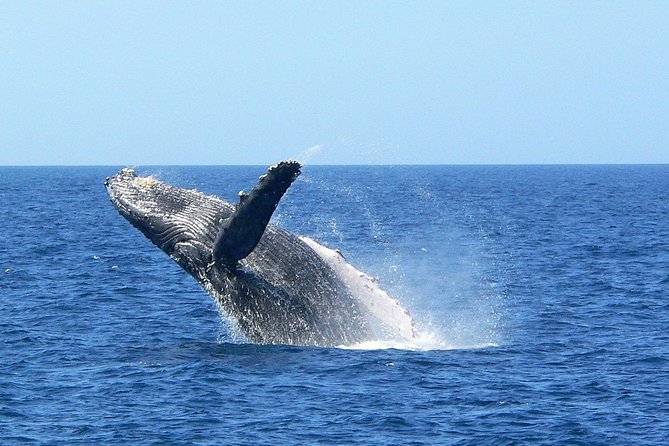 Okinawa Whale Watching From Naha - Practical ways to improve your day