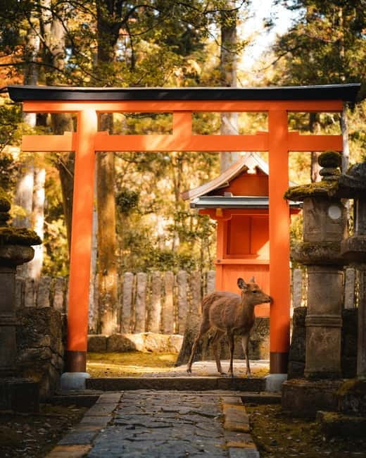 Osaka: Kyoto and Nara Private Day Trip - The route needs a quick confirmation
