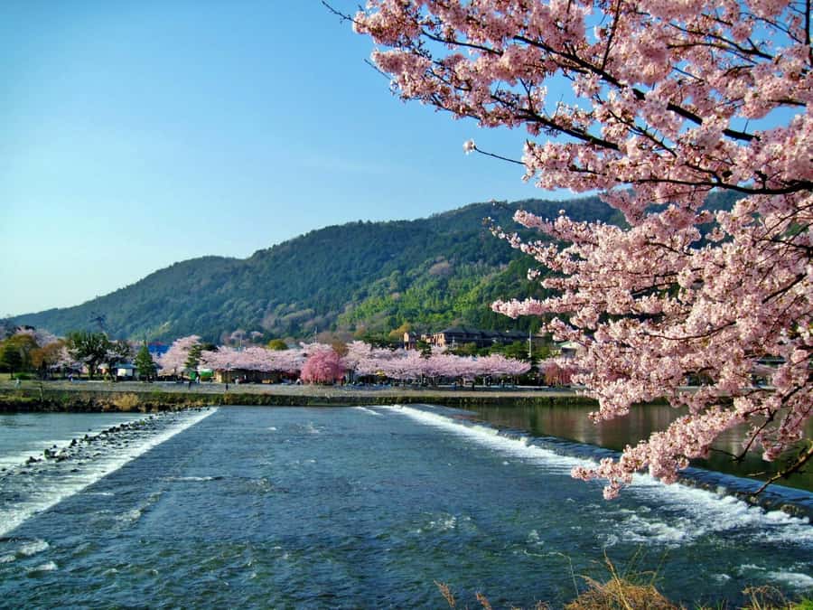Osaka/Kyoto: Arashiyama, Nara & Fushimi Inari Shrine w/Lunch - Fushimi Inari’s red gates and the final push