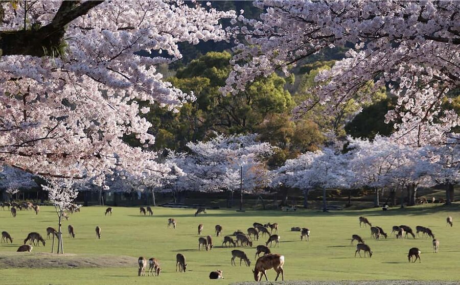 Osaka/Kyoto: Arashiyama, Nara Park, Fushimi Shrine Tour - Key points at a glance