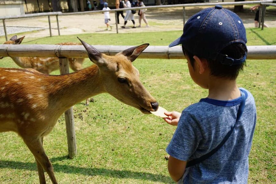 Osaka/Kyoto: Arashiyama, Nara Park, Fushimi Shrine Tour - Weather, closures, and schedule changes
