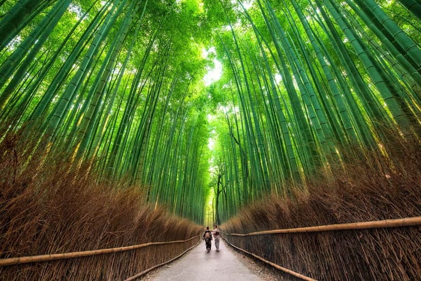 Osaka/Kyoto: Katsuoji, Kinkakuji, Arashiyama 1-Day Bus Tour - The guide can make or break the schedule