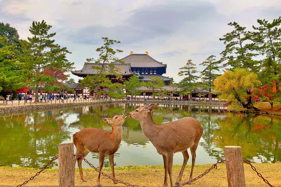 Osaka/Kyoto:Kinkakuji,Arashiyama,FushimiInariShrine,NaraPark - Nara Park and Todai-ji before the crowds build