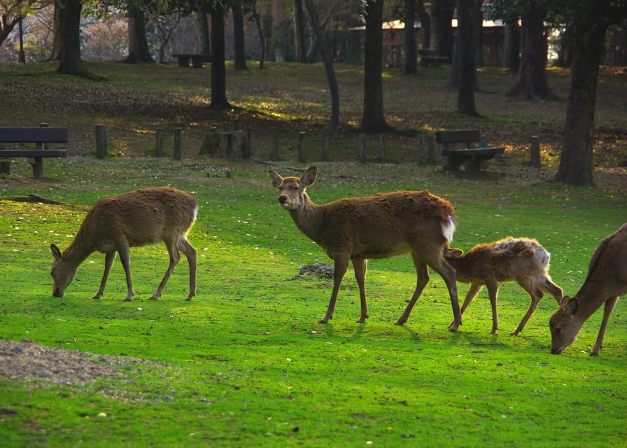Osaka/Kyoto:Kinkakuji,Arashiyama,FushimiInariShrine,NaraPark - Kinkaku-ji, the Golden Pavilion