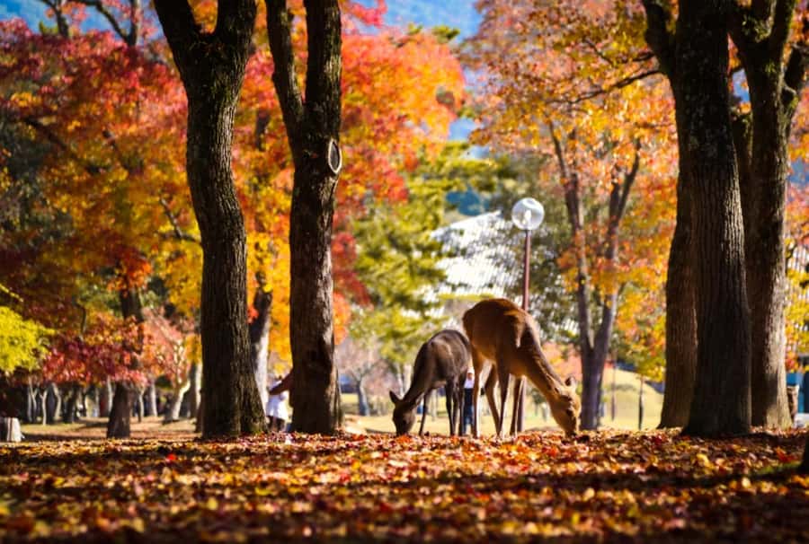Osaka/Kyoto:Kinkakuji,Arashiyama,FushimiInariShrine,NaraPark - Guides make or break a packed schedule