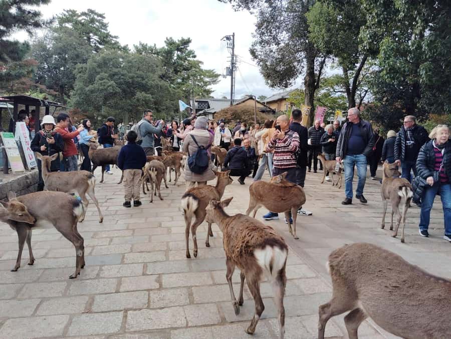 Osaka/Kyoto:Kinkakuji,Arashiyama,FushimiInariShrine,NaraPark - Pace, walking, and the cost of convenience