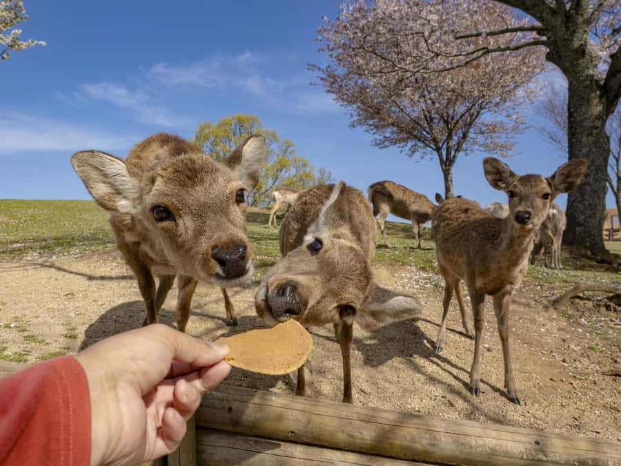 Osaka/Kyoto:Kinkakuji,Arashiyama,FushimiInariShrine,NaraPark - Who should book this day trip?