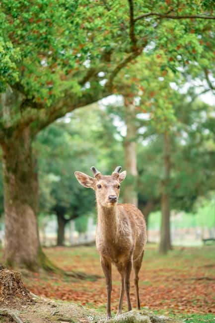 Osaka: Kyoto & Nara & Uji Historical and Scenic One-Day Tour - Uji River and the quiet side of the route
