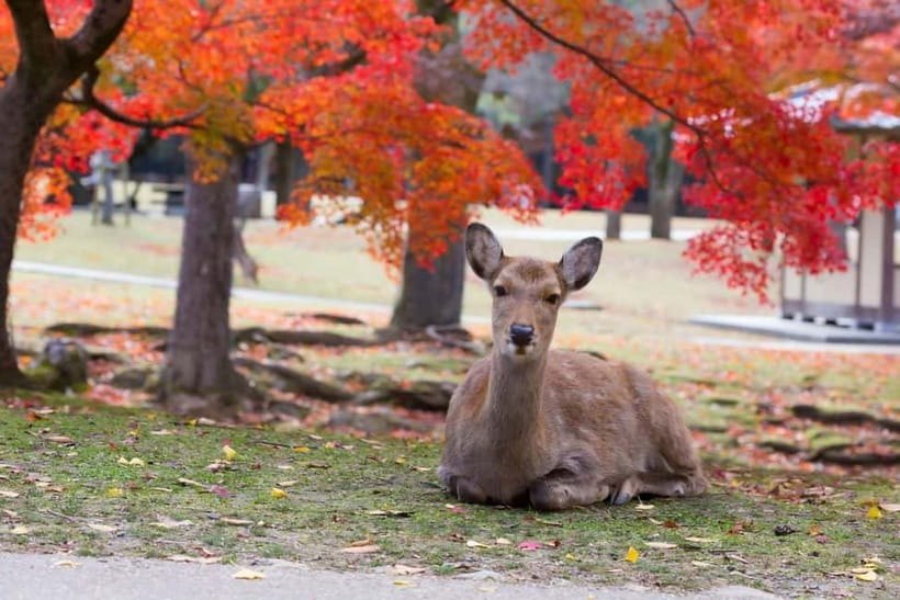 Osaka: Kyoto & Nara & Uji Historical and Scenic One-Day Tour - Byodoin Temple and Uji’s tea culture