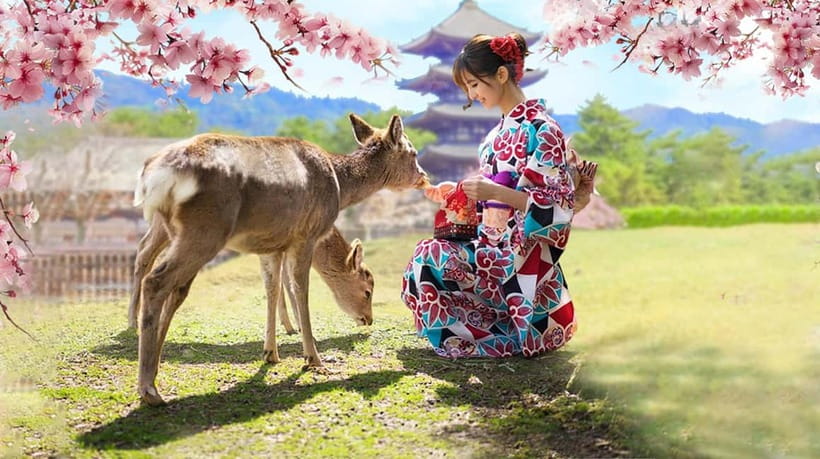 Osaka: Kyoto & Nara & Uji Historical and Scenic One-Day Tour - Who will enjoy this route most