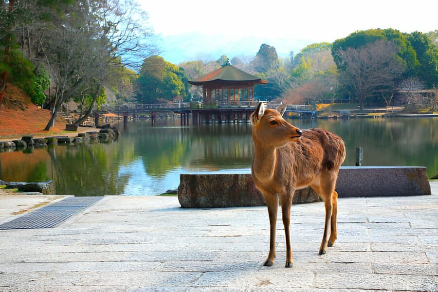 Osaka/Kyoto: Private Kyoto and Nara Day Trip - Tōdai-ji: A Monumental Temple Visit