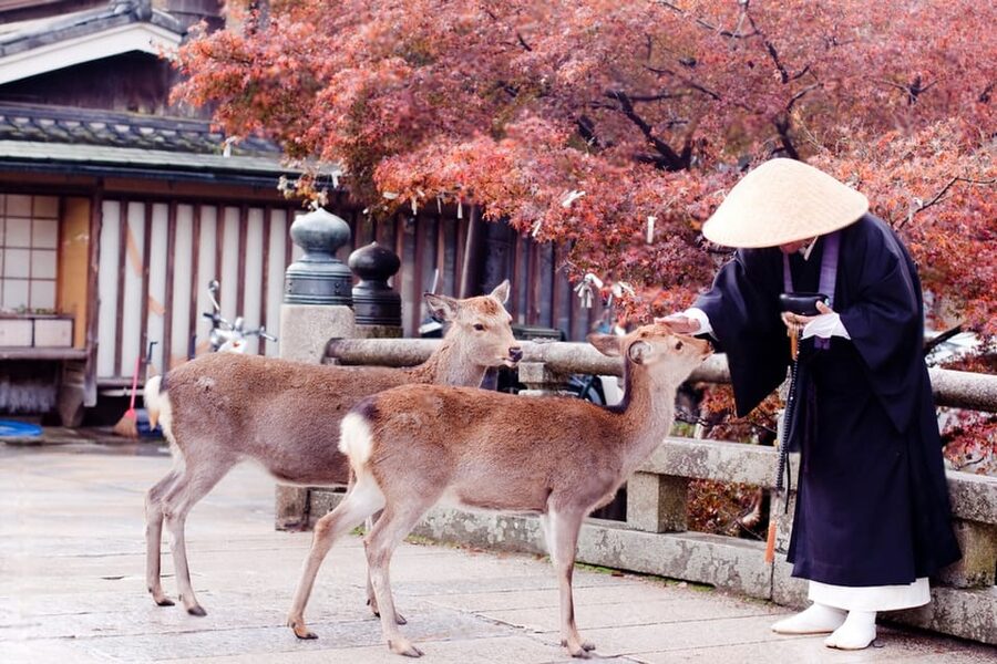 Osaka/Kyoto: Private Kyoto and Nara Day Trip - Choosing Kyoto Only for More Breathing Room