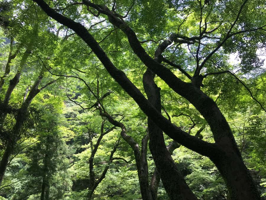 Osaka: Mino Forest Walk and Giant Waterfall with Local Lunch - How the $79 price works for you