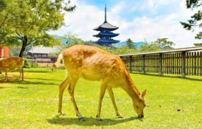 Nara and Uji Day Trip with Deer Park and Hot Spring