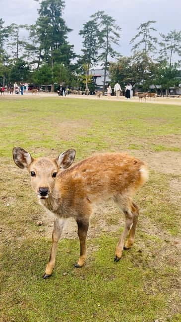 Osaka & Nara: Private Tour with English speaking guide - Five things to know before booking