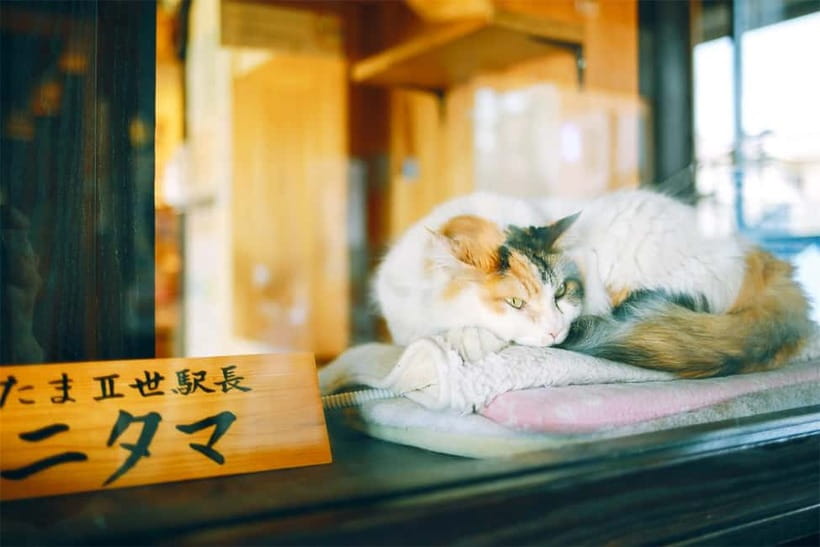 Osaka: Wakayama Cat Train, Seafood market, Hot Springs Tour - Guide support makes the long day easier